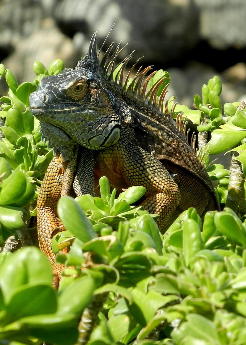 Dragon Island Adventure
